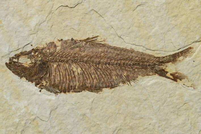 Fossil Fish (Knightia) - Green River Formation #237181
